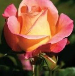 Bush Rose 'Inspiration' 5L