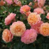 Climbing Rose 'Peach Melba' 5L