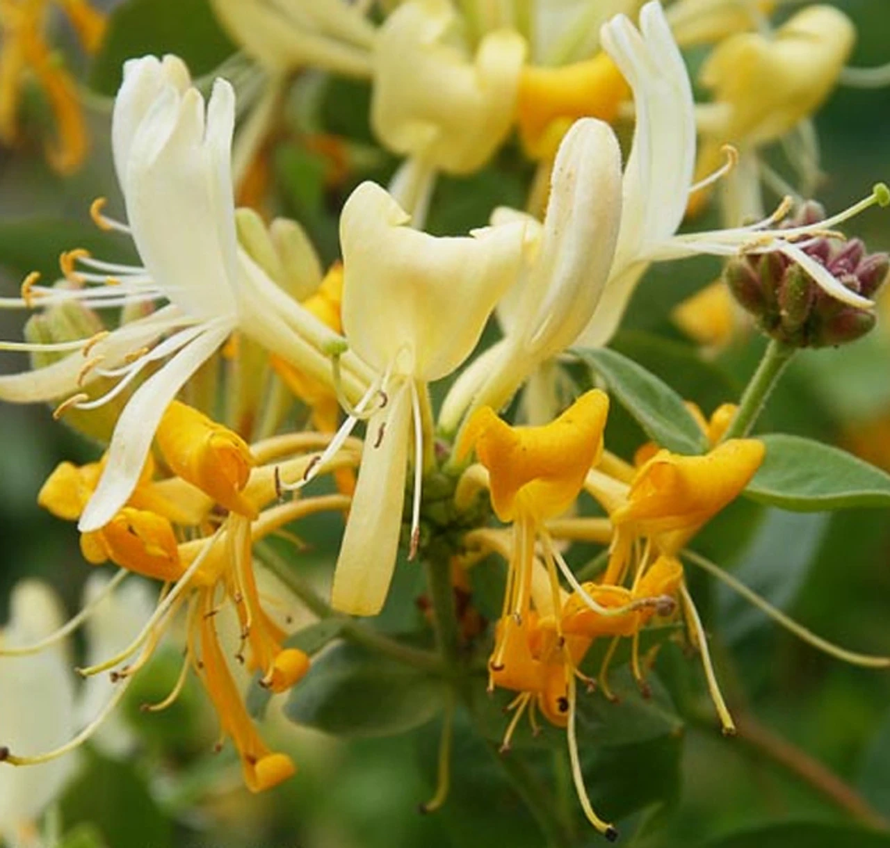 Lonicera Periclymenum 'Scentsation' 3L