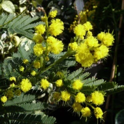 Acacia Dealbata Les Gaulois