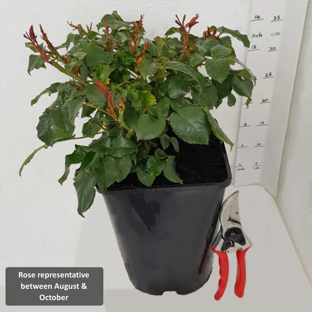 Bush Rose 'Arthur Bell' 5L - Image 3