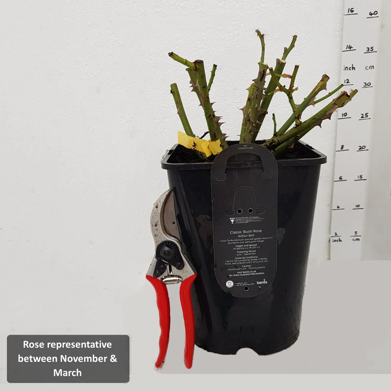 Patio Rose 'Silver Wishes' 4L - Image 3