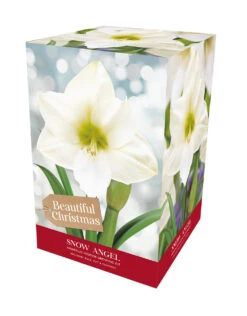 Amaryllis Snow Angel