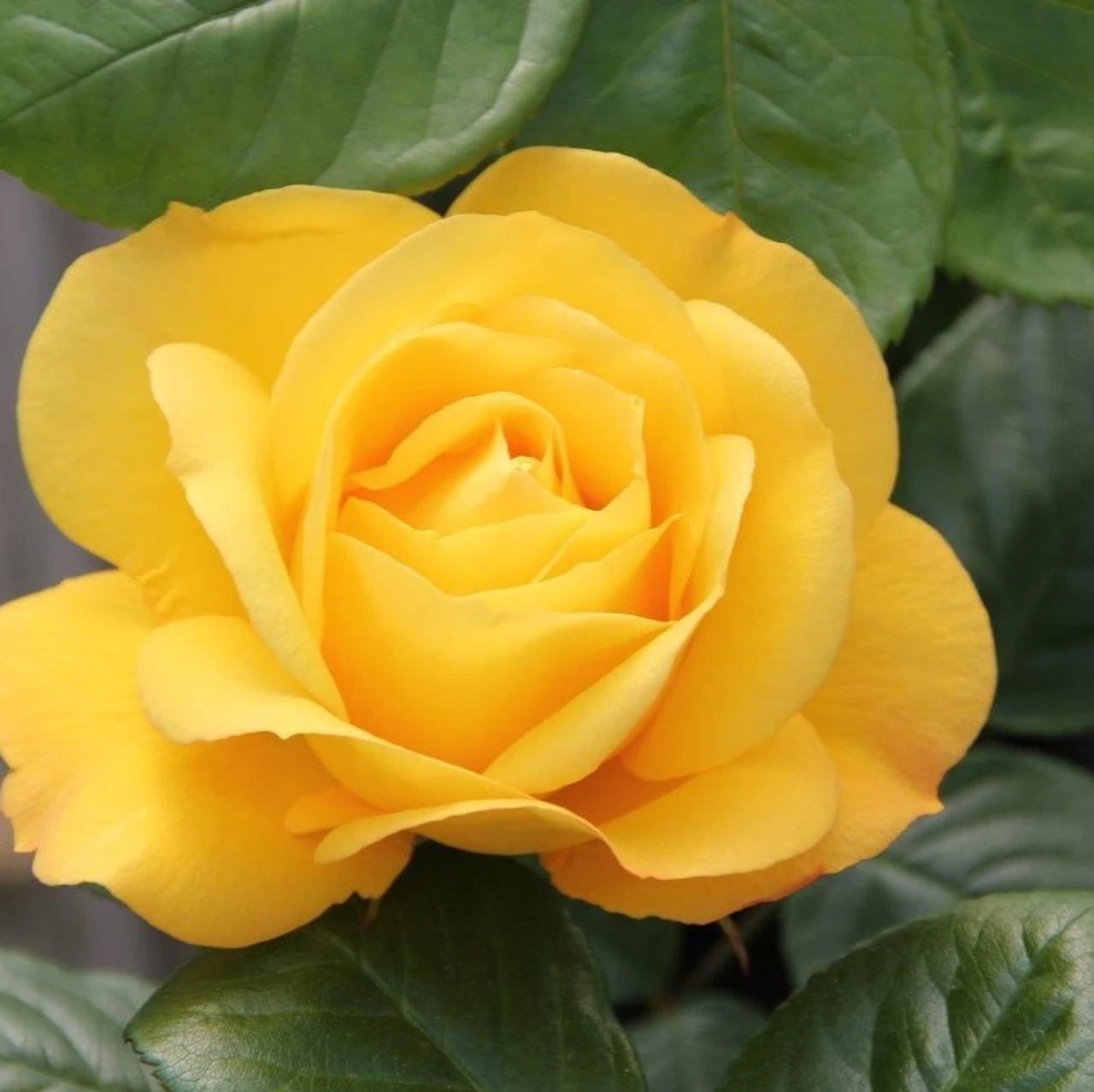 Bush Rose 'Arthur Bell' 5L