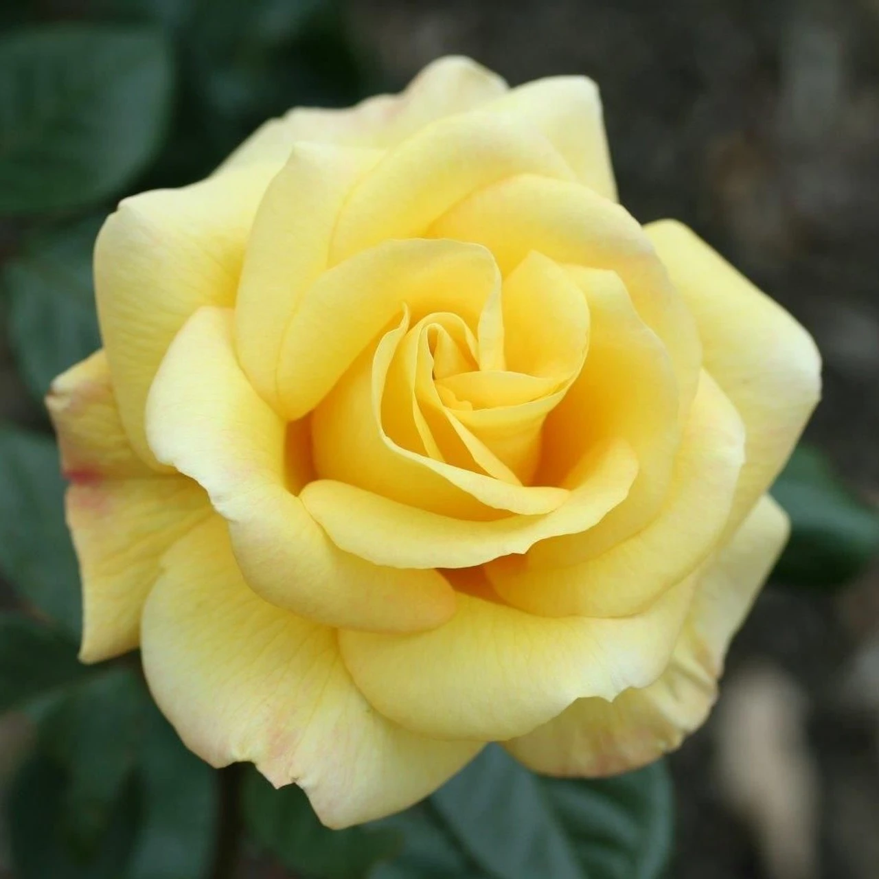 Bush Rose 'Arthur Bell' 5L - Image 2