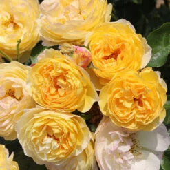 Bush Rose 'Belle De Jour' 5L