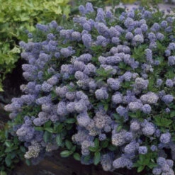 Ceanothus Thy 'Repens' 5L