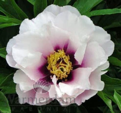 Paeonia Select Cora Louise 4L/21cm
