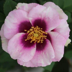 Bush Rose 'Eyes For You' 5L