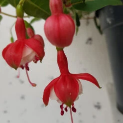 Fuchsia 'Snowcap' Hardy Variety 3Ltr