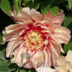 Paeonia Select Hillary 4L/21cm