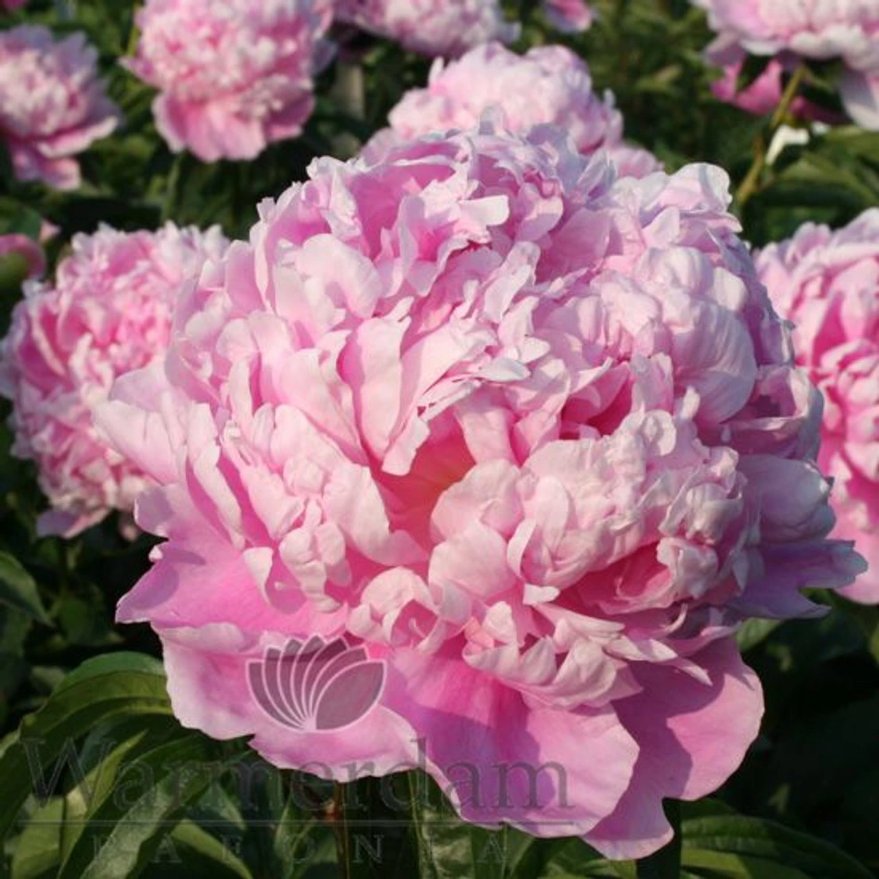 Paeonia Monsieur Jules Elie 4L/21cm - Image 2