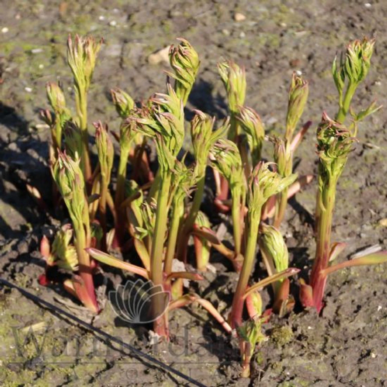 Paeonia Monsieur Jules Elie 4L/21cm