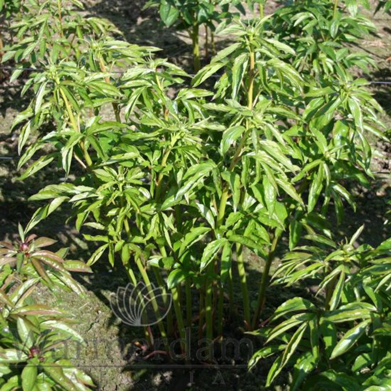 Paeonia Monsieur Jules Elie 4L/21cm - Image 3