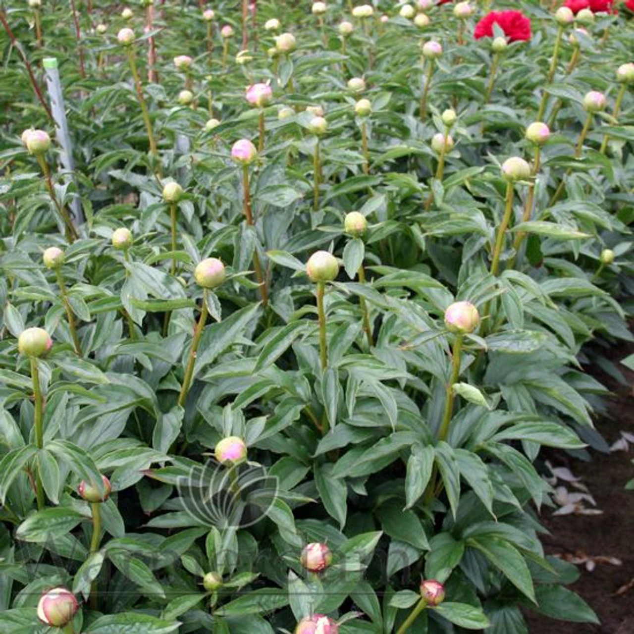 Paeonia Monsieur Jules Elie 4L/21cm - Image 4