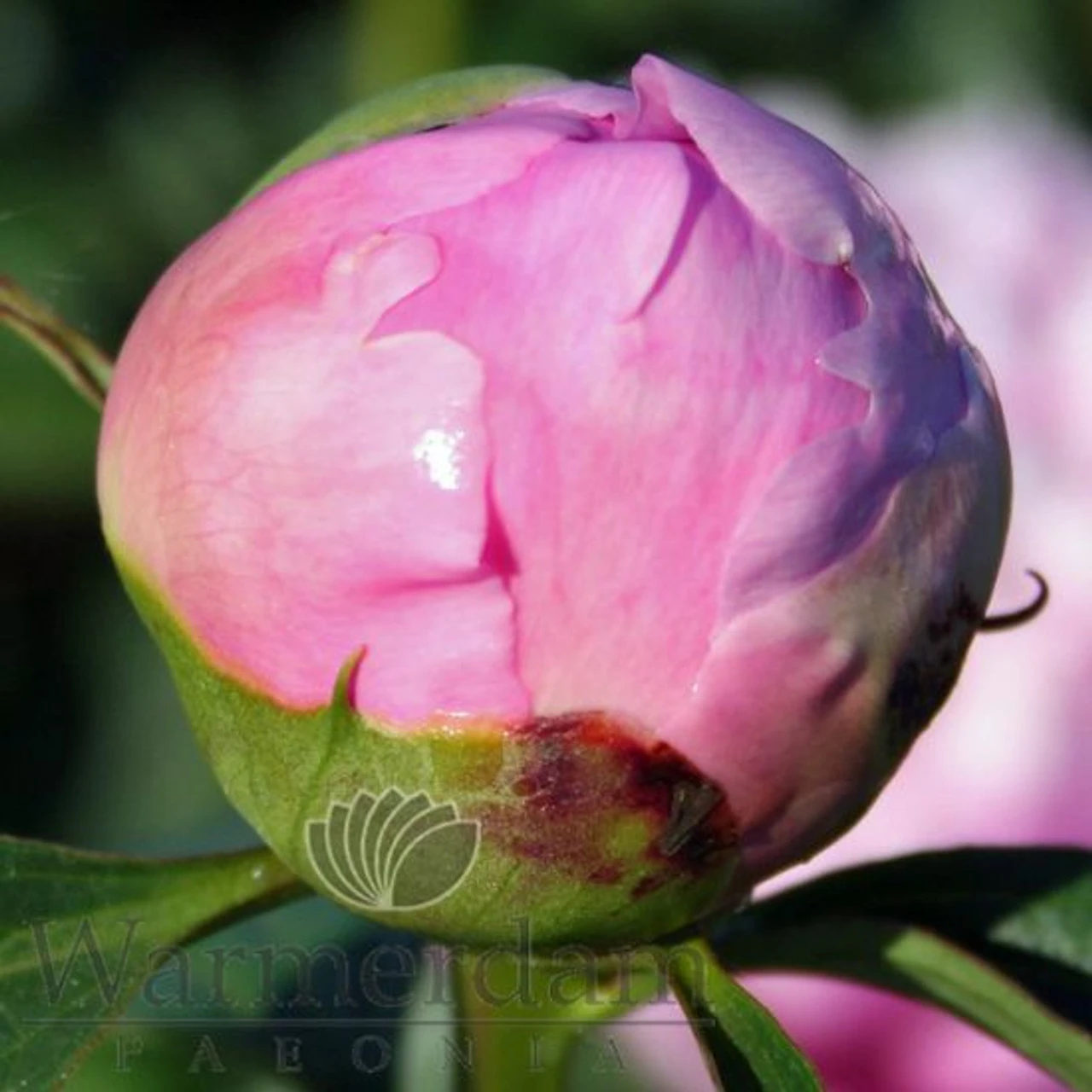 Paeonia Monsieur Jules Elie 4L/21cm - Image 5