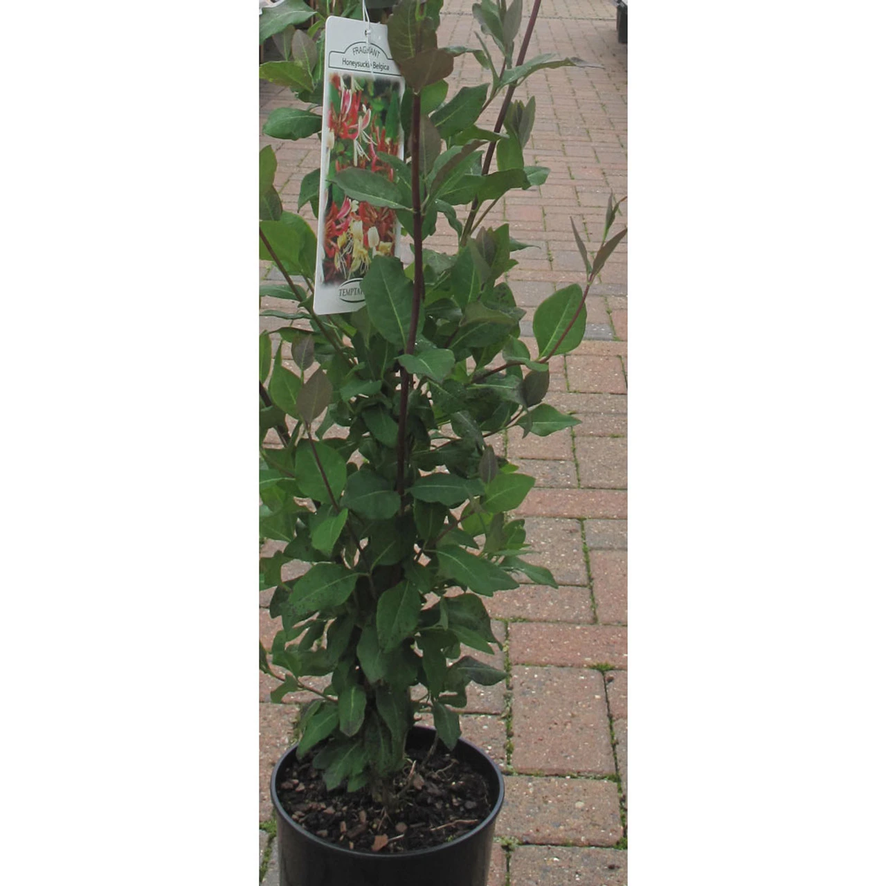 Lonicera Periclymenum 'Belgica' 3L