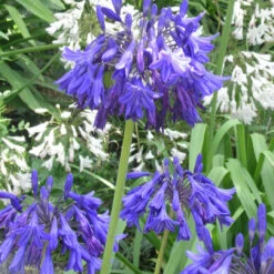 Agapanthus 'Purple Cloud' 2L