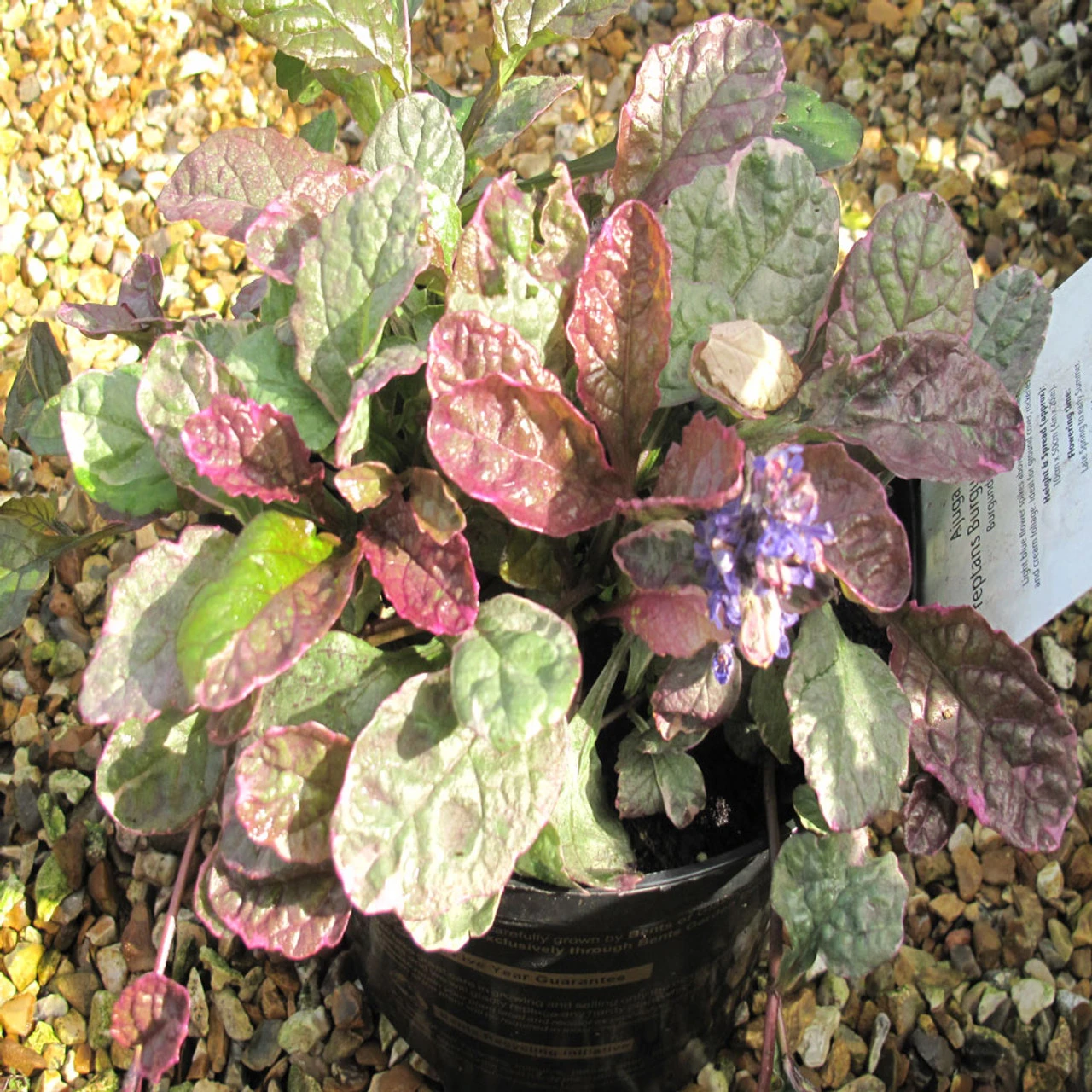 Ajuga 'Burgundy Glow' 3L