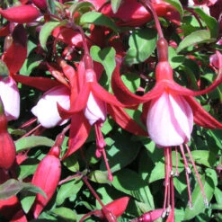 Fuchsia 'Hardy Assortment' Of 6 X 3Ltr