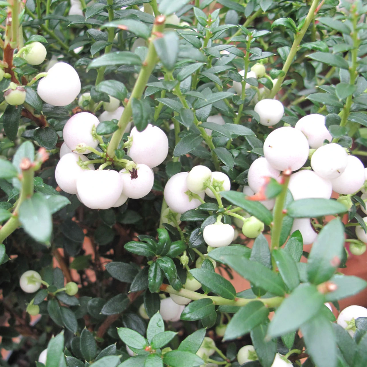 Gaultheria 'Snow White' 2L