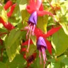 Fuchsia 'Genii' 3L