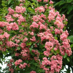 Crataegus Laevigata `Rosea Flore Pleno' 15L