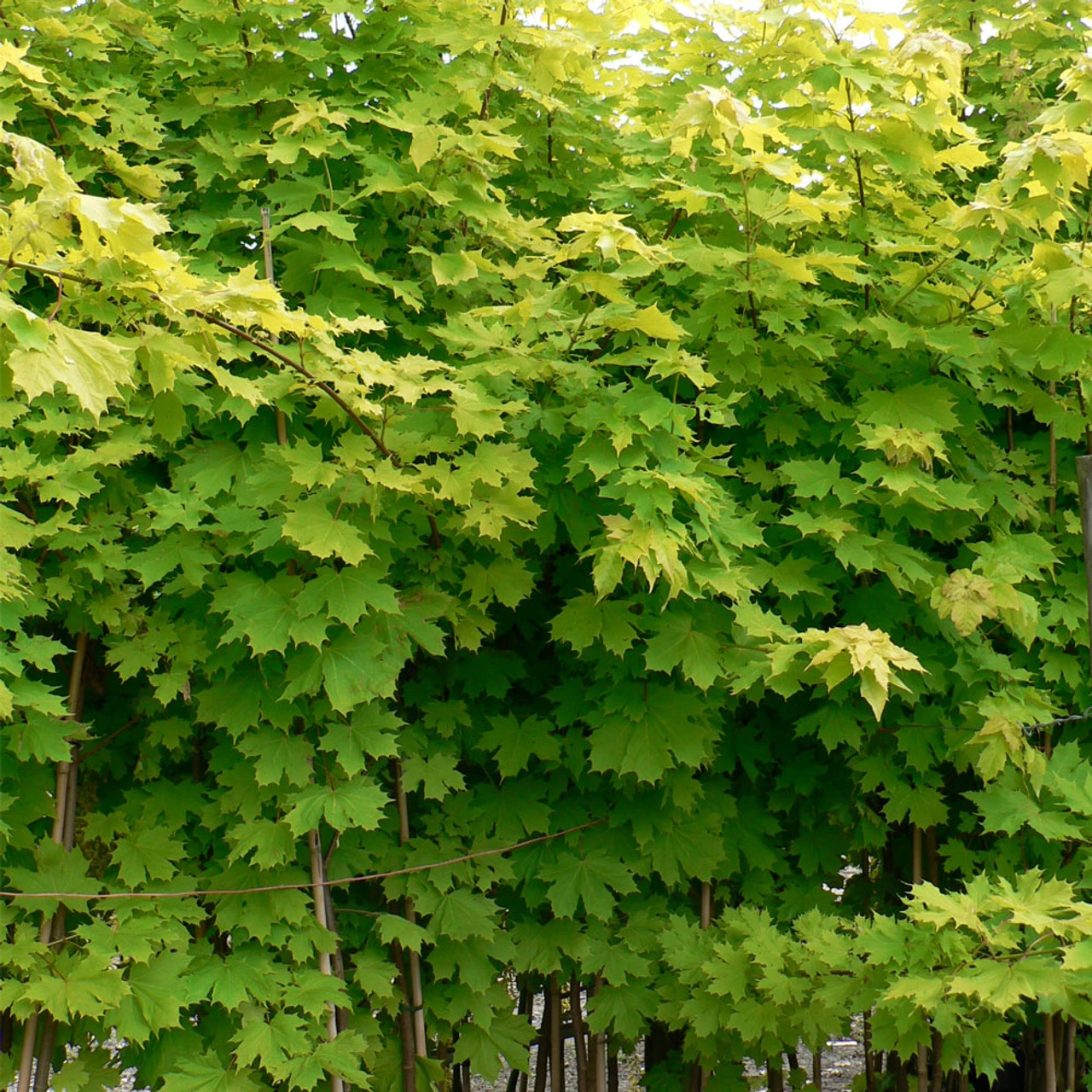 Acer Platinoides `Princeton Gold' 15L - Image 3