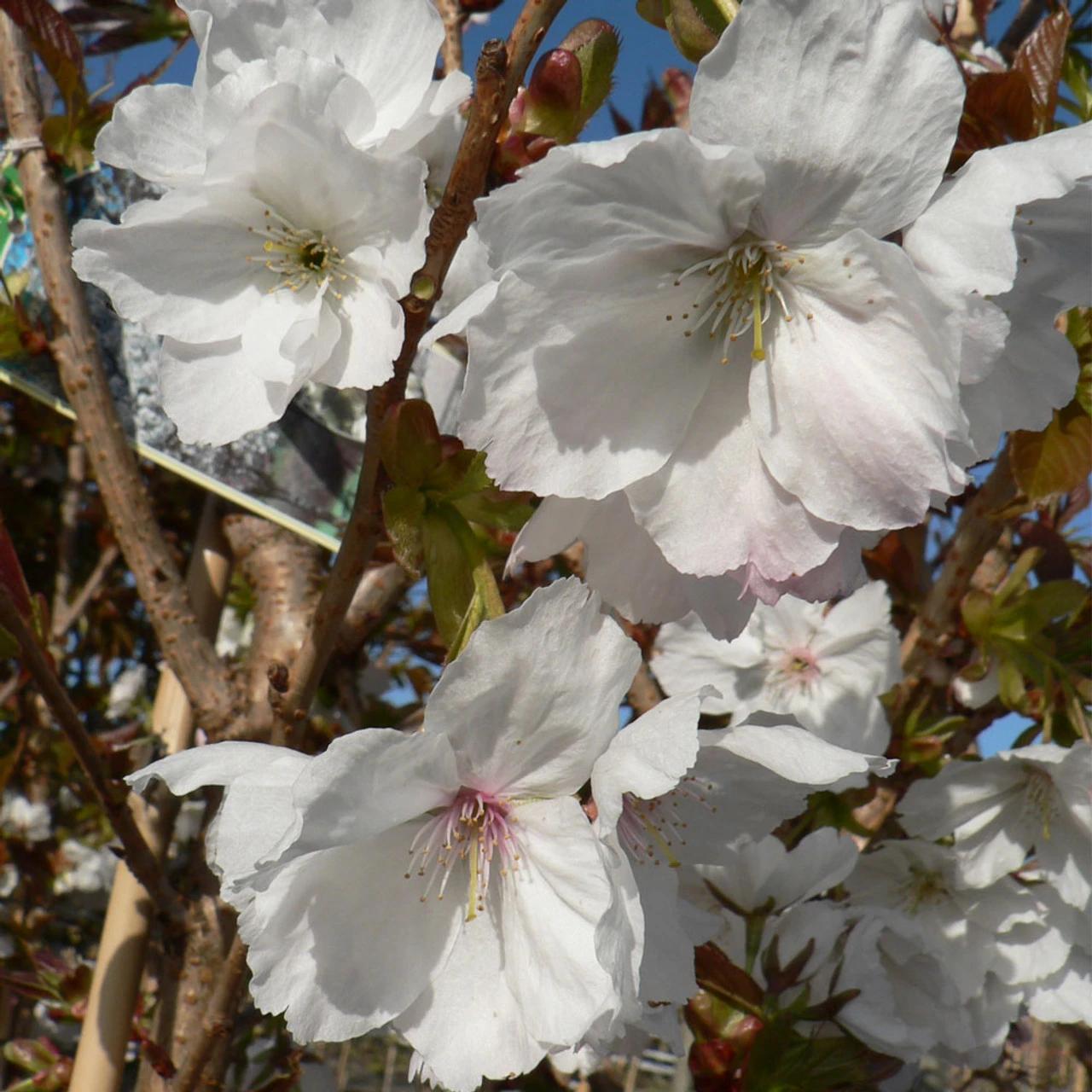 Prunus 'Tai Haku'
