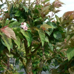 Prunus `Shirofugen' 15L