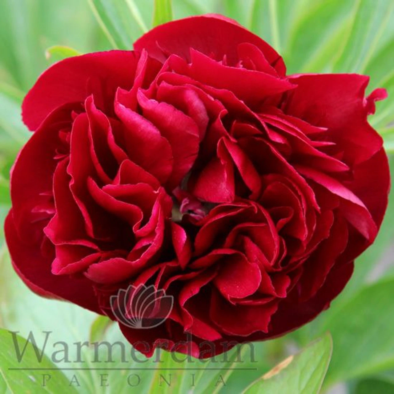 Paeonia Red Satin 4L/21cm - Image 2