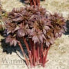 Paeonia Red Satin 4L/21cm