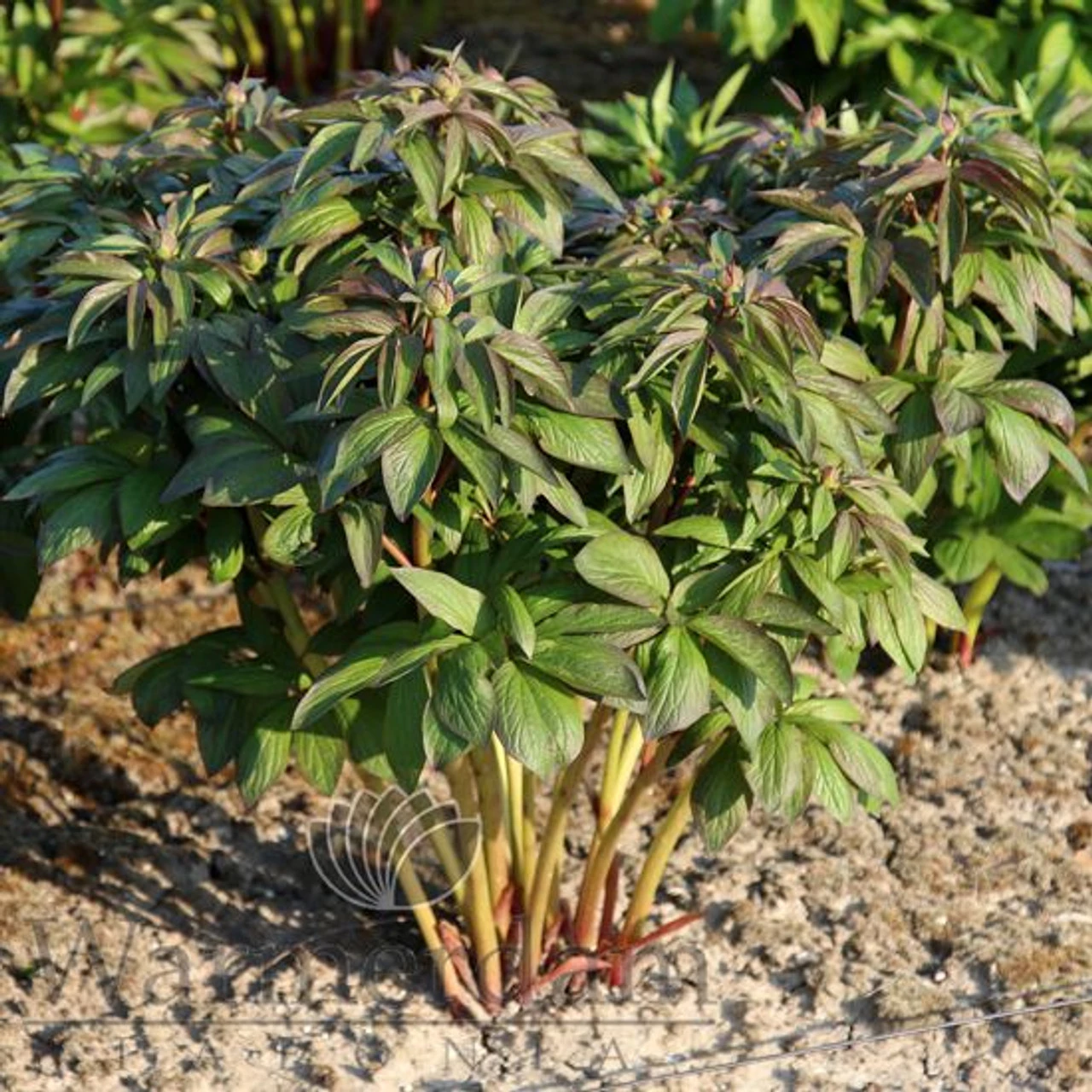 Paeonia Red Satin 4L/21cm - Image 3