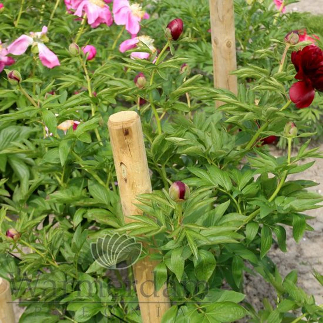 Paeonia Red Satin 4L/21cm - Image 4