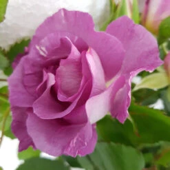 Bush Rose 'Blue For You' 3L